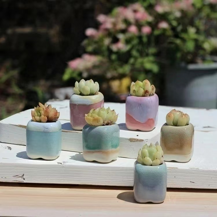 6Pcs Mini Blumentopf Sukkulent – Plant Desk Mini Bewertung und Preis